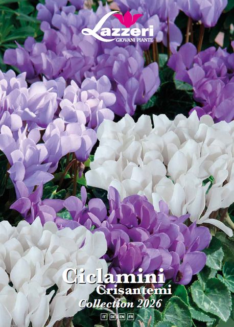 ciclamini